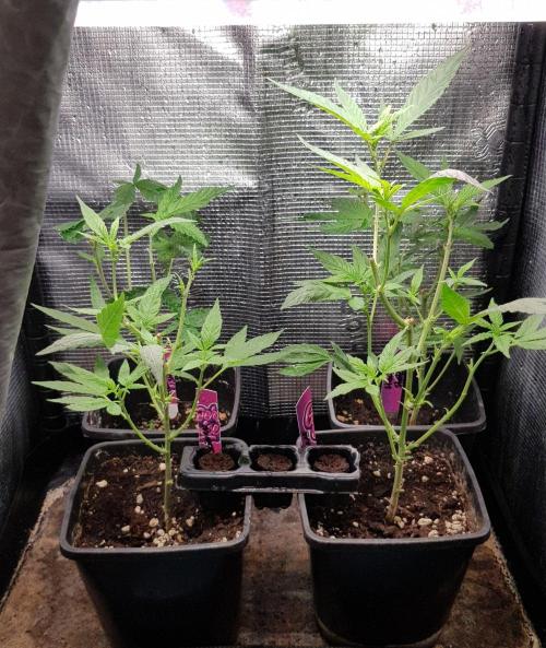 Grow Cup Pop. Week 0