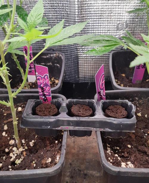 Grow Cup Pop. Week 0