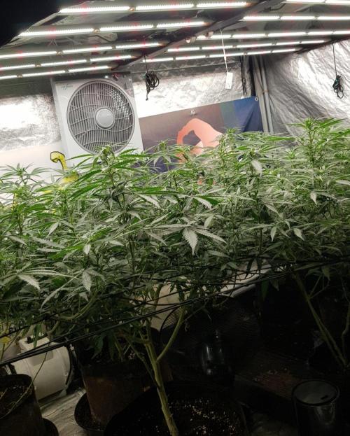 GGD Season 2 - Strawberry Cola Sherbet. Week 7
