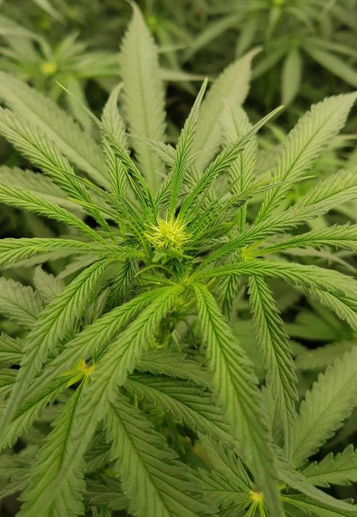 GGD Season 2 - Strawberry Cola Sherbet. Week 7