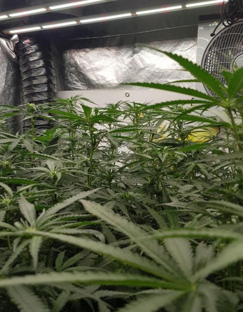 GGD Season 2 - Strawberry Cola Sherbet. Week 7