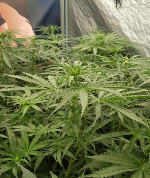 GGD Season 2 - Strawberry Cola Sherbet. Week 7