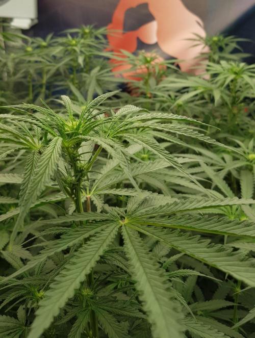 GGD Season 2 - Strawberry Cola Sherbet. Week 7