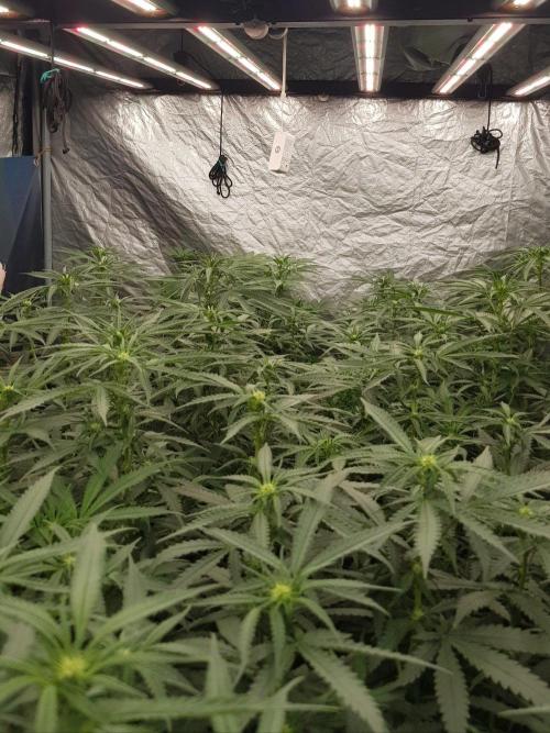 GGD Season 2 - Strawberry Cola Sherbet. Week 7