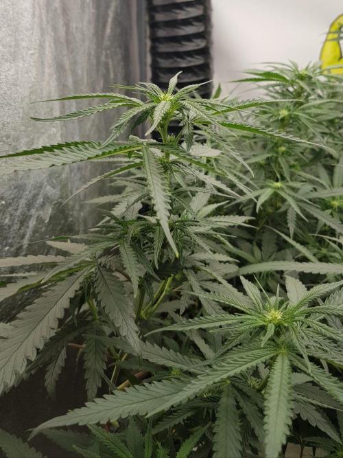 Strawberry Cola Sherbet F1 Fast Version. Week 7
