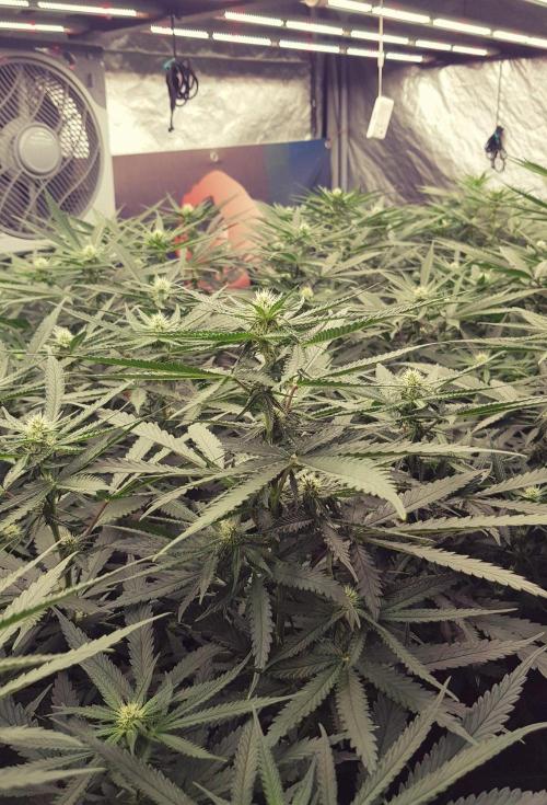 GGD Season 2 - Strawberry Cola Sherbet. Week 8