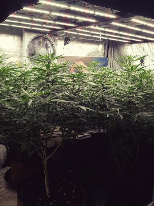 GGD Season 2 - Strawberry Cola Sherbet. Week 8