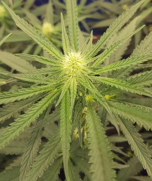 GGD Season 2 - Strawberry Cola Sherbet. Week 8
