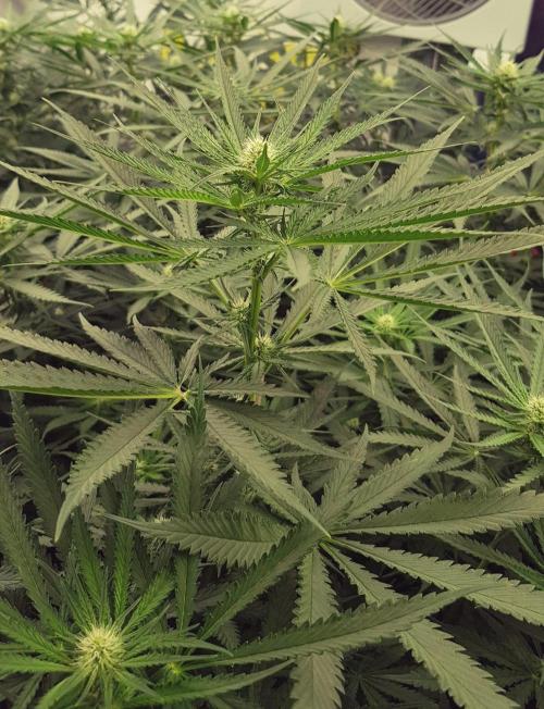GGD Season 2 - Strawberry Cola Sherbet. Week 8