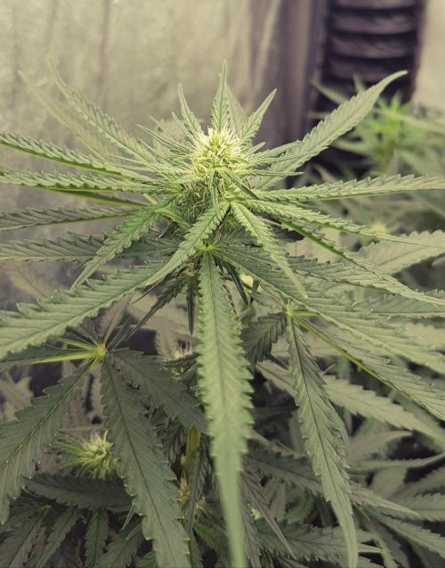 GGD Season 2 - Strawberry Cola Sherbet. Week 8