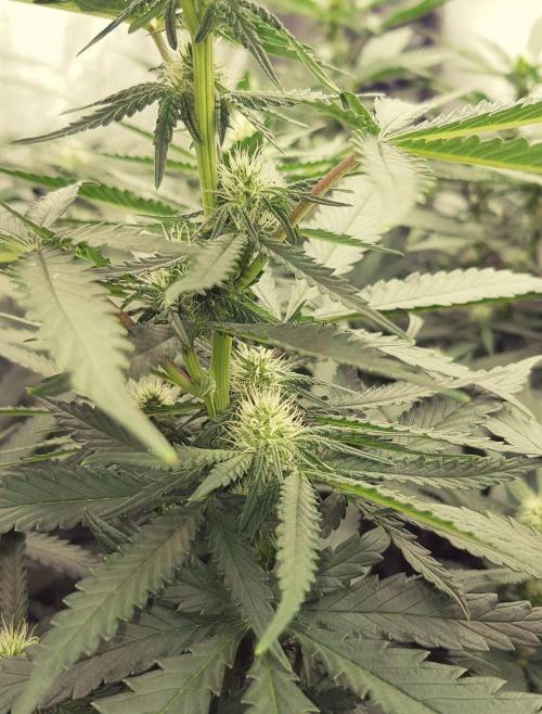Strawberry Cola Sherbet F1 Fast Version. Week 8