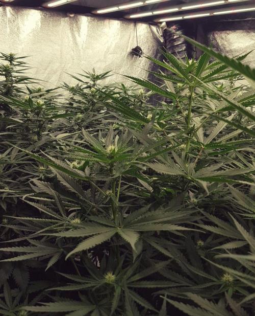 GGD Season 2 - Strawberry Cola Sherbet. Week 8