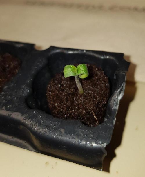 Banana Cake Pop Fem. Week 1