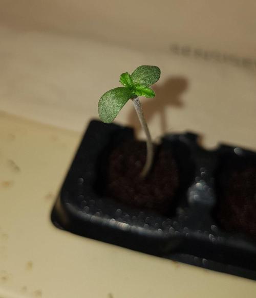 Grow Cup Pop. Week 1