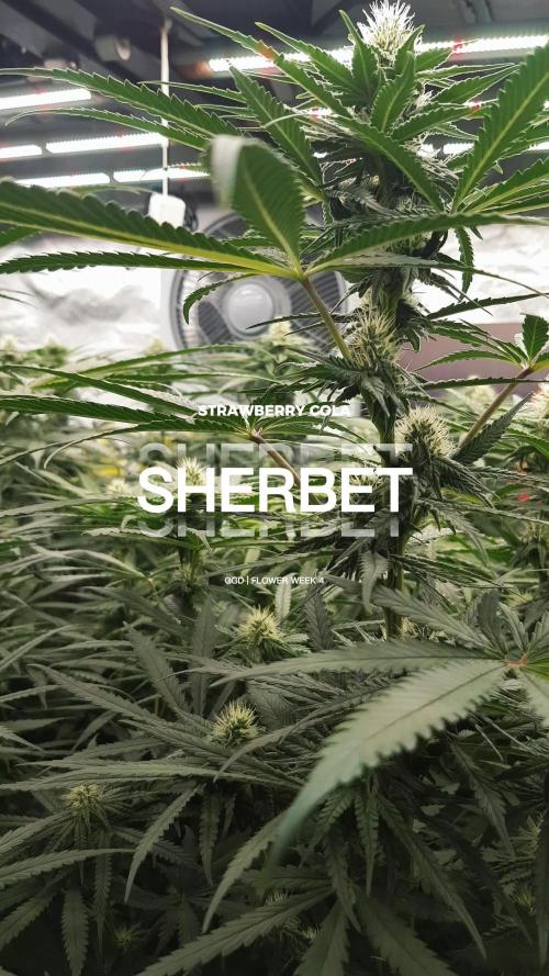 GGD Season 2 - Strawberry Cola Sherbet