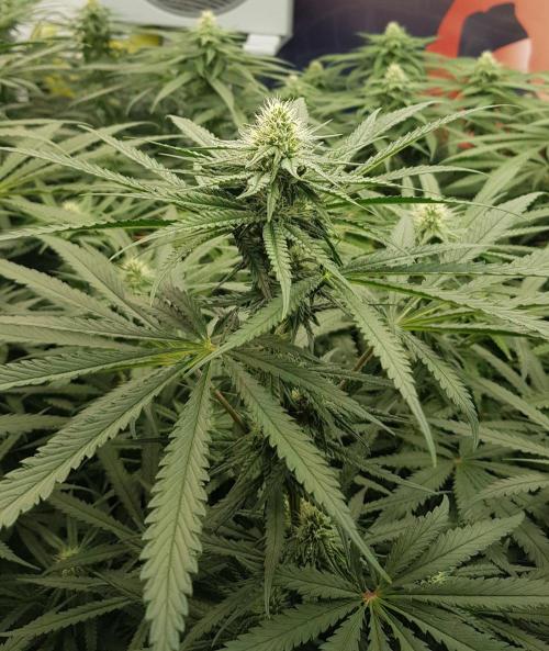 GGD Season 2 - Strawberry Cola Sherbet. Week 9
