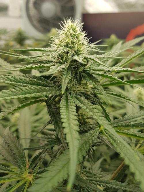 GGD Season 2 - Strawberry Cola Sherbet. Week 9