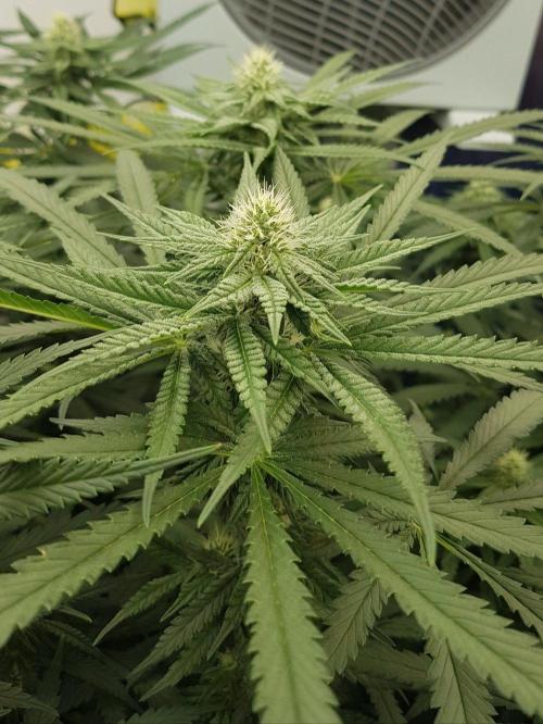 GGD Season 2 - Strawberry Cola Sherbet. Week 9