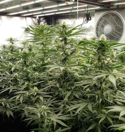 GGD Season 2 - Strawberry Cola Sherbet. Week 9