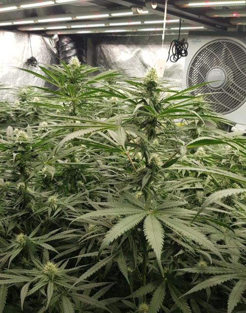 GGD Season 2 - Strawberry Cola Sherbet. Week 9