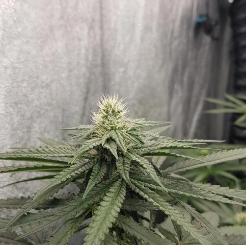 GGD Season 2 - Strawberry Cola Sherbet. Week 9