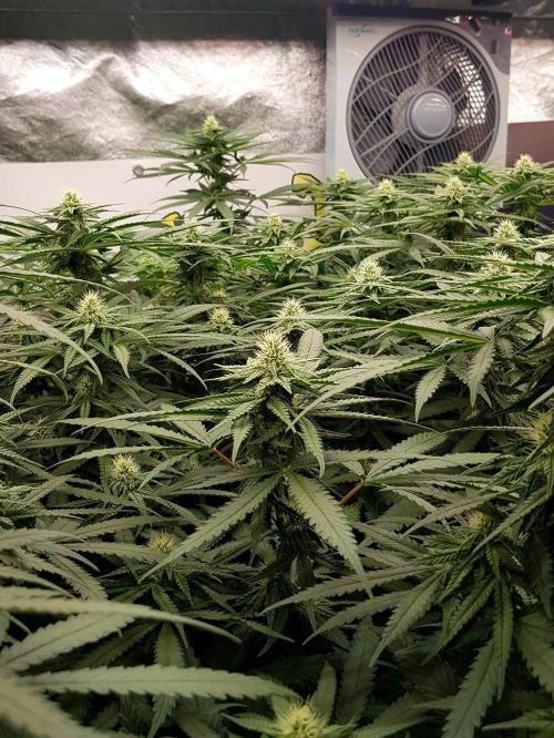 GGD Season 2 - Strawberry Cola Sherbet. Week 9