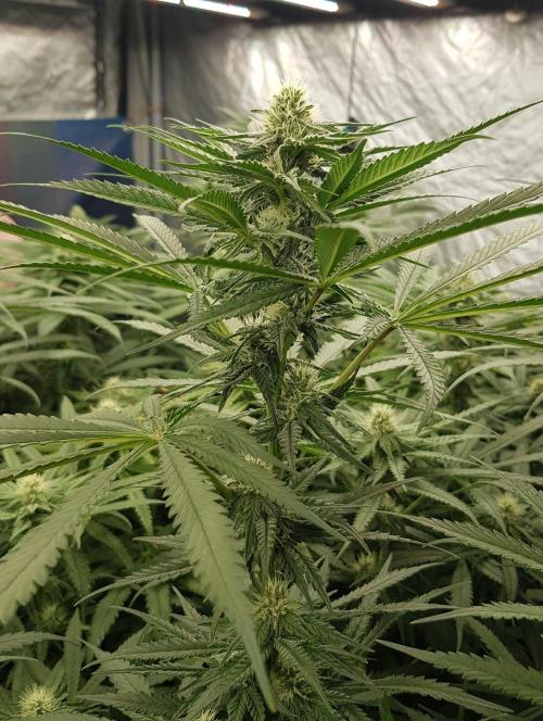 GGD Season 2 - Strawberry Cola Sherbet. Week 9