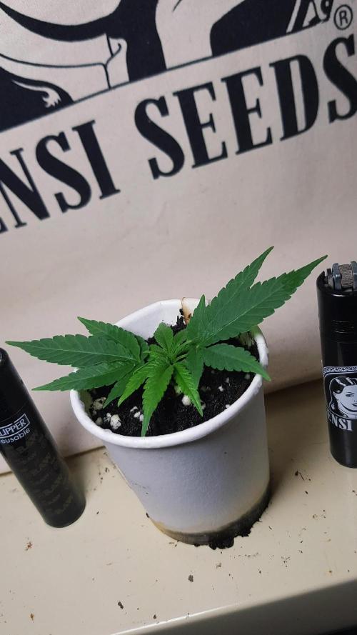 Grow Cup Pop