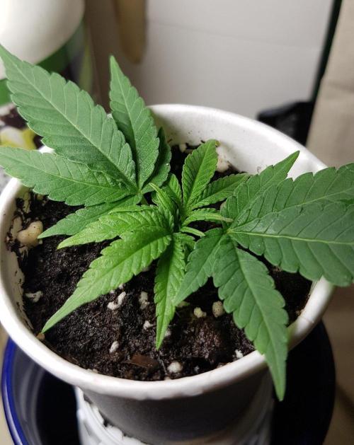 Grow Cup Pop. Week 2