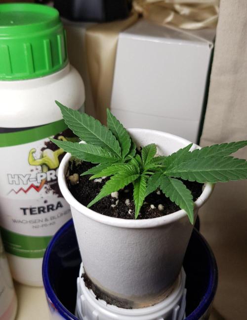 Grow Cup Pop. Week 2