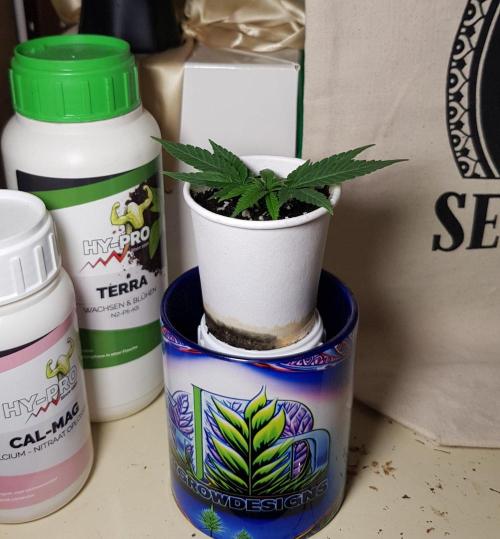 Grow Cup Pop. Week 2