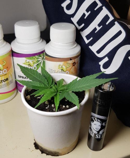 Grow Cup Pop. Week 2