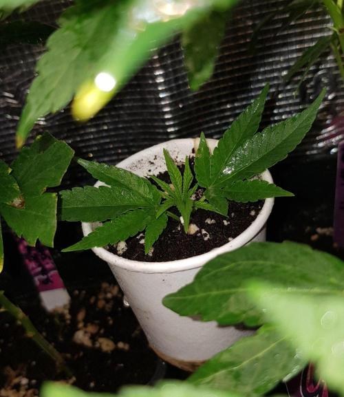 Grow Cup Pop. Week 2