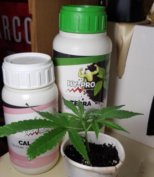 Grow Cup Pop. Week 3