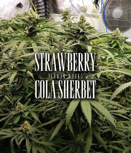 Strawberry Cola Sherbet F1 Fast Version. Week 10