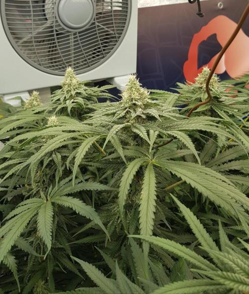 GGD Season 2 - Strawberry Cola Sherbet. Week 10