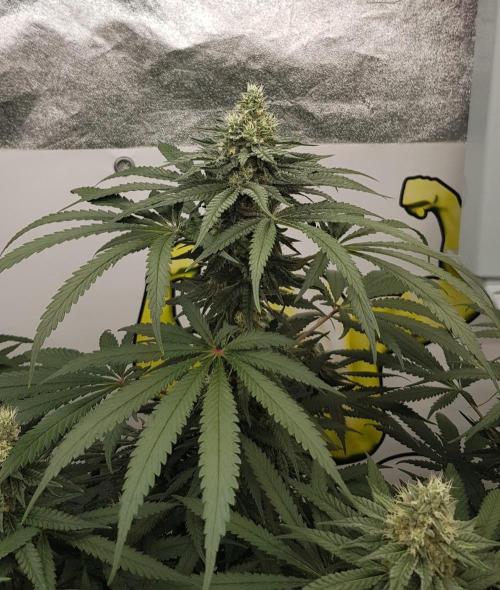 GGD Season 2 - Strawberry Cola Sherbet. Week 10
