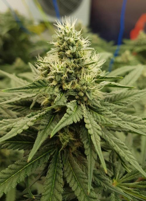 GGD Season 2 - Strawberry Cola Sherbet. Week 10