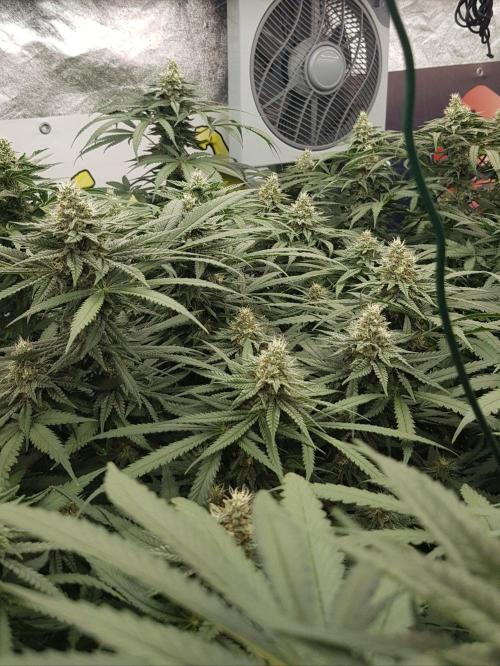 GGD Season 2 - Strawberry Cola Sherbet. Week 10