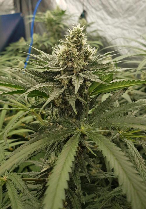 GGD Season 2 - Strawberry Cola Sherbet. Week 10