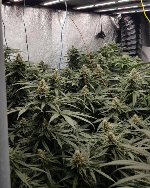GGD Season 2 - Strawberry Cola Sherbet. Week 10