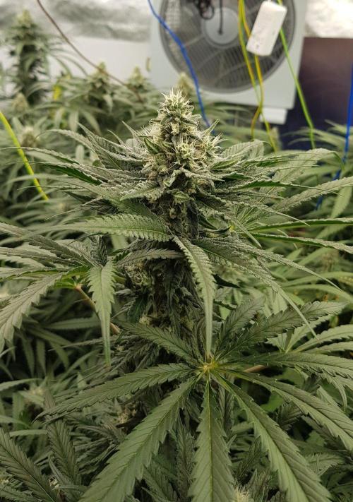 GGD Season 2 - Strawberry Cola Sherbet. Week 10