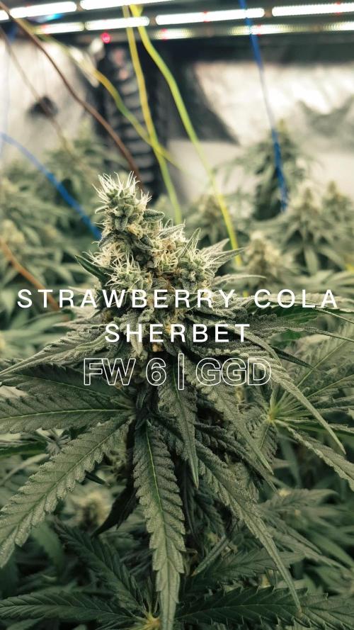 GGD Season 2 - Strawberry Cola Sherbet