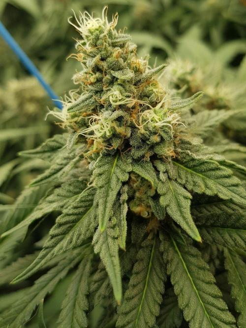 GGD Season 2 - Strawberry Cola Sherbet. Week 11
