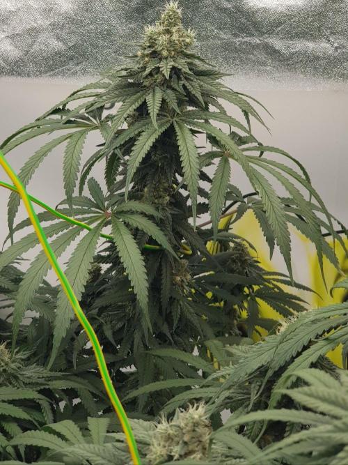 GGD Season 2 - Strawberry Cola Sherbet. Week 11