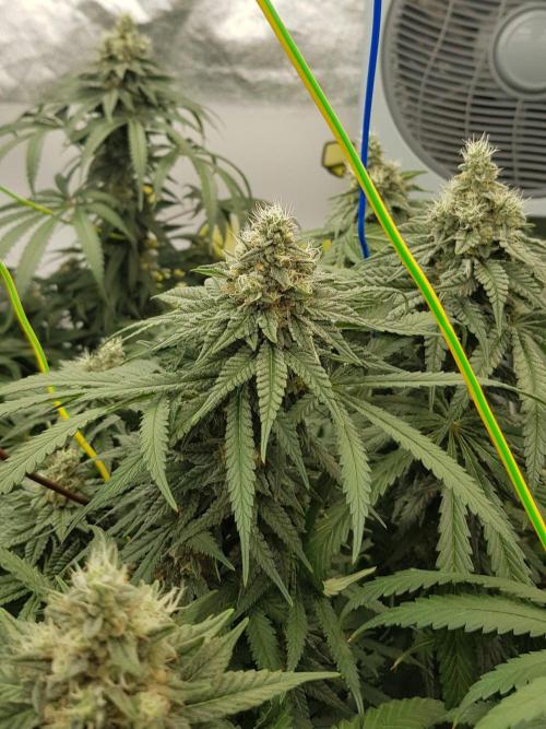 GGD Season 2 - Strawberry Cola Sherbet. Week 11