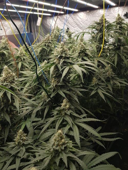 GGD Season 2 - Strawberry Cola Sherbet. Week 11