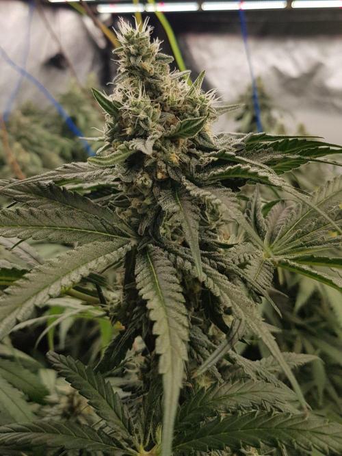 GGD Season 2 - Strawberry Cola Sherbet. Week 11
