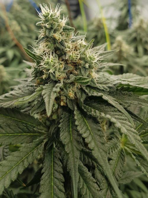 GGD Season 2 - Strawberry Cola Sherbet. Week 11
