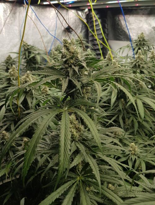 GGD Season 2 - Strawberry Cola Sherbet. Week 11
